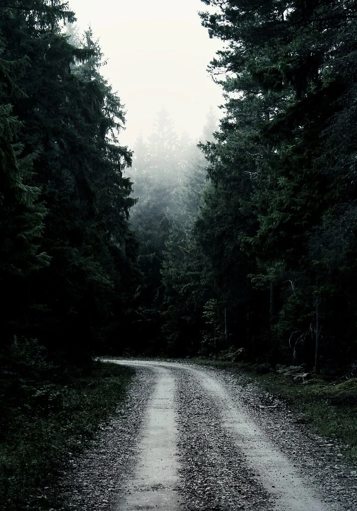 Way through the misty forest