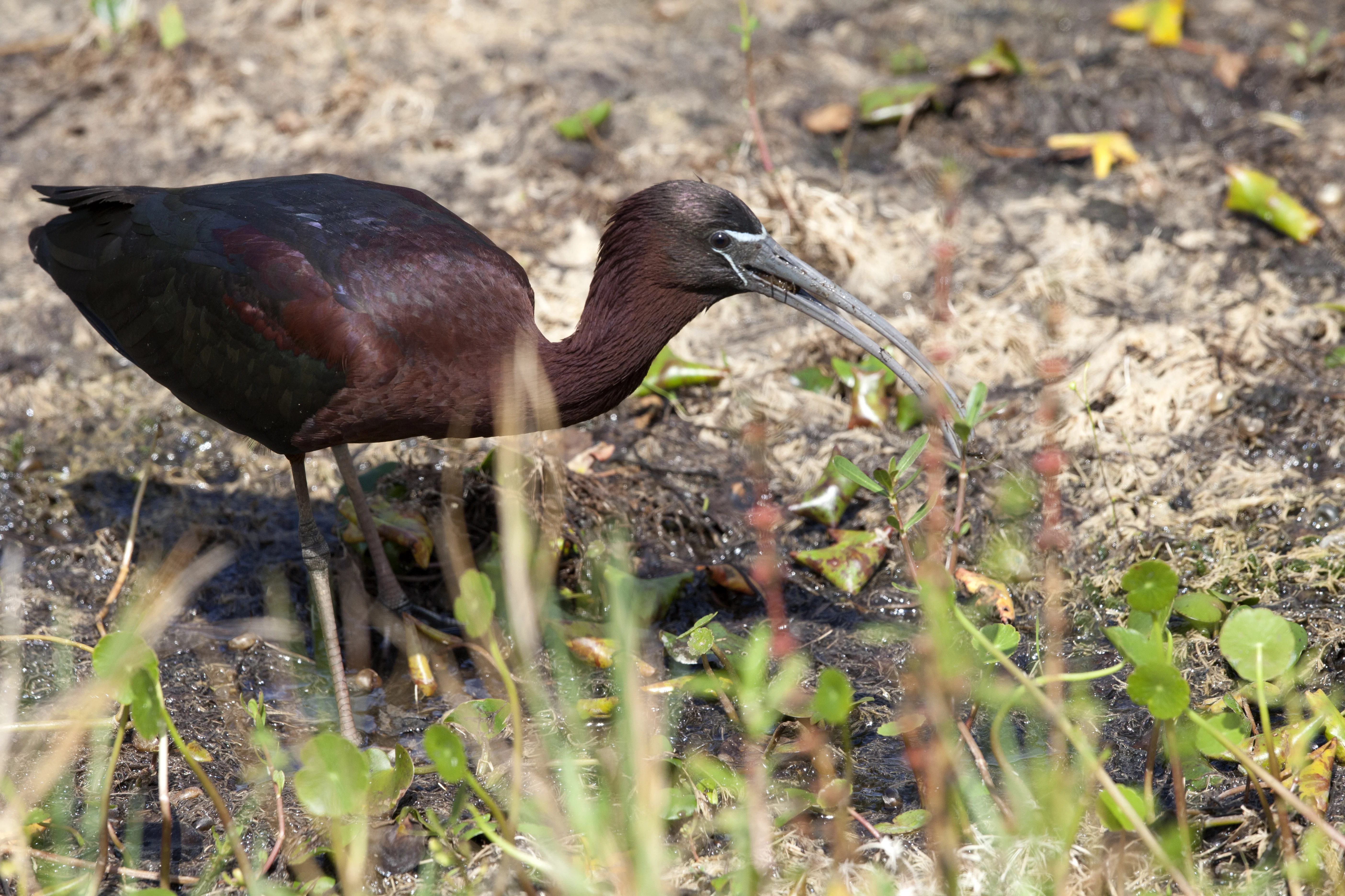 Wildlife Photography -  Birds