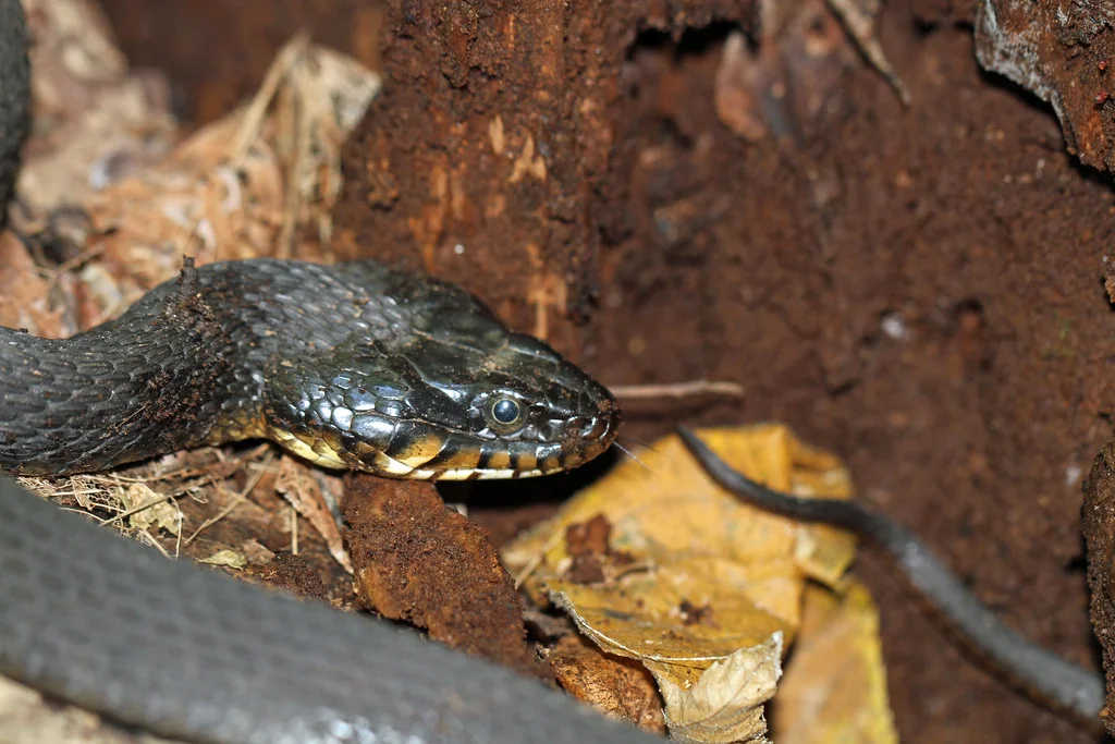 Yellow-bellied Water Snake