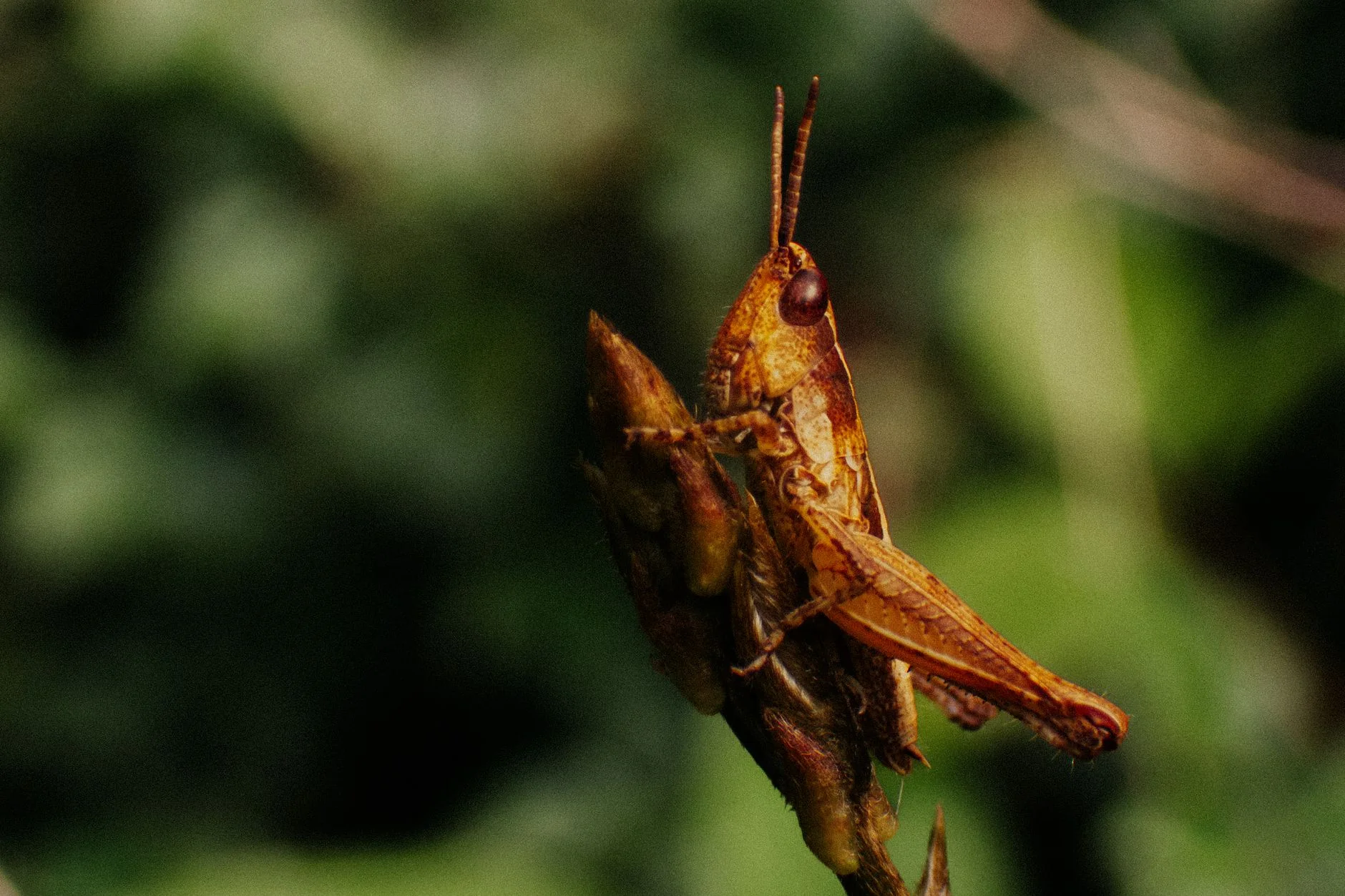 Böcek Makro