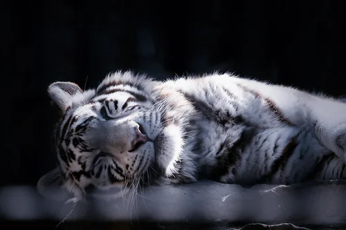 Sleeping white tiger
