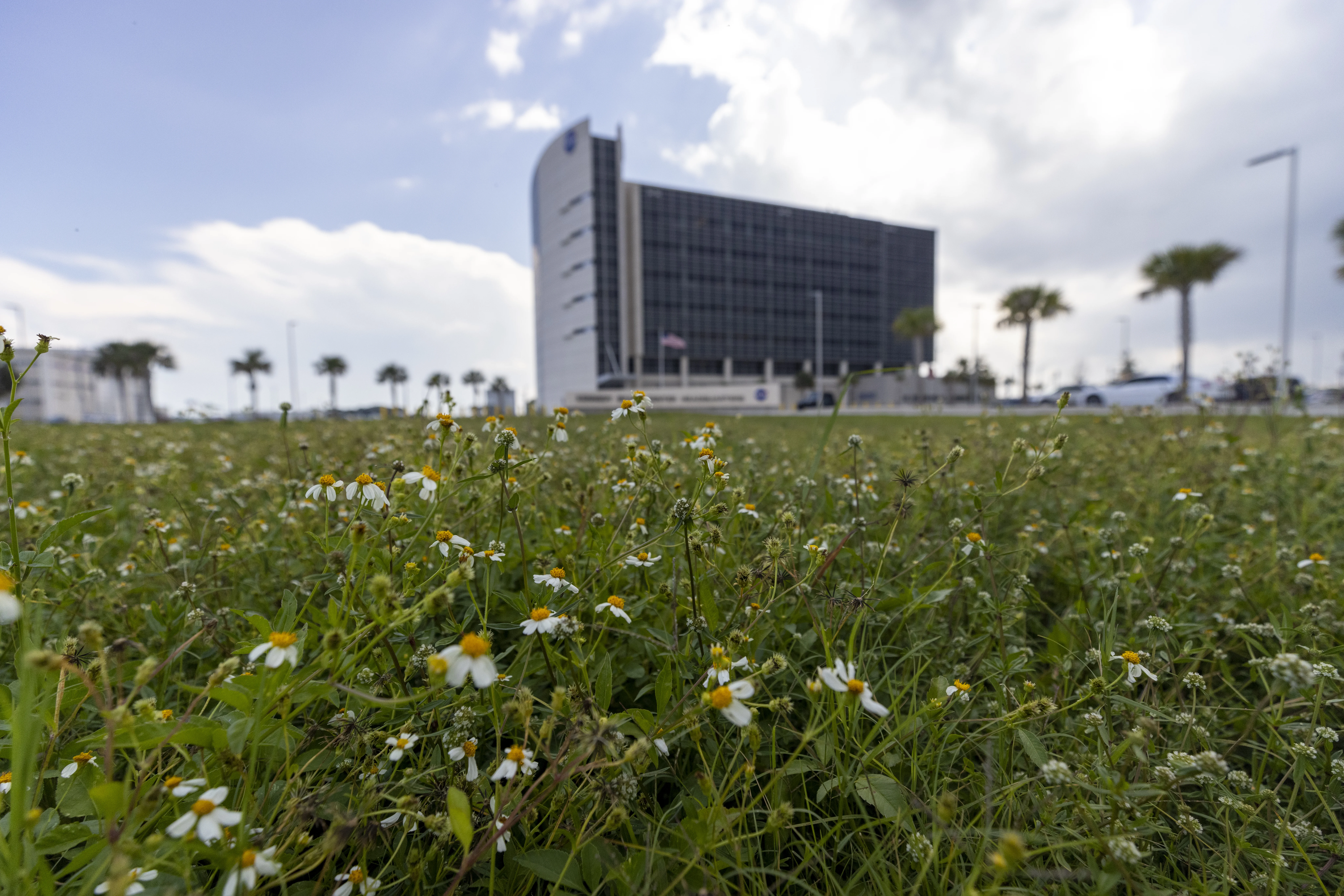 Wildflowers at KSC