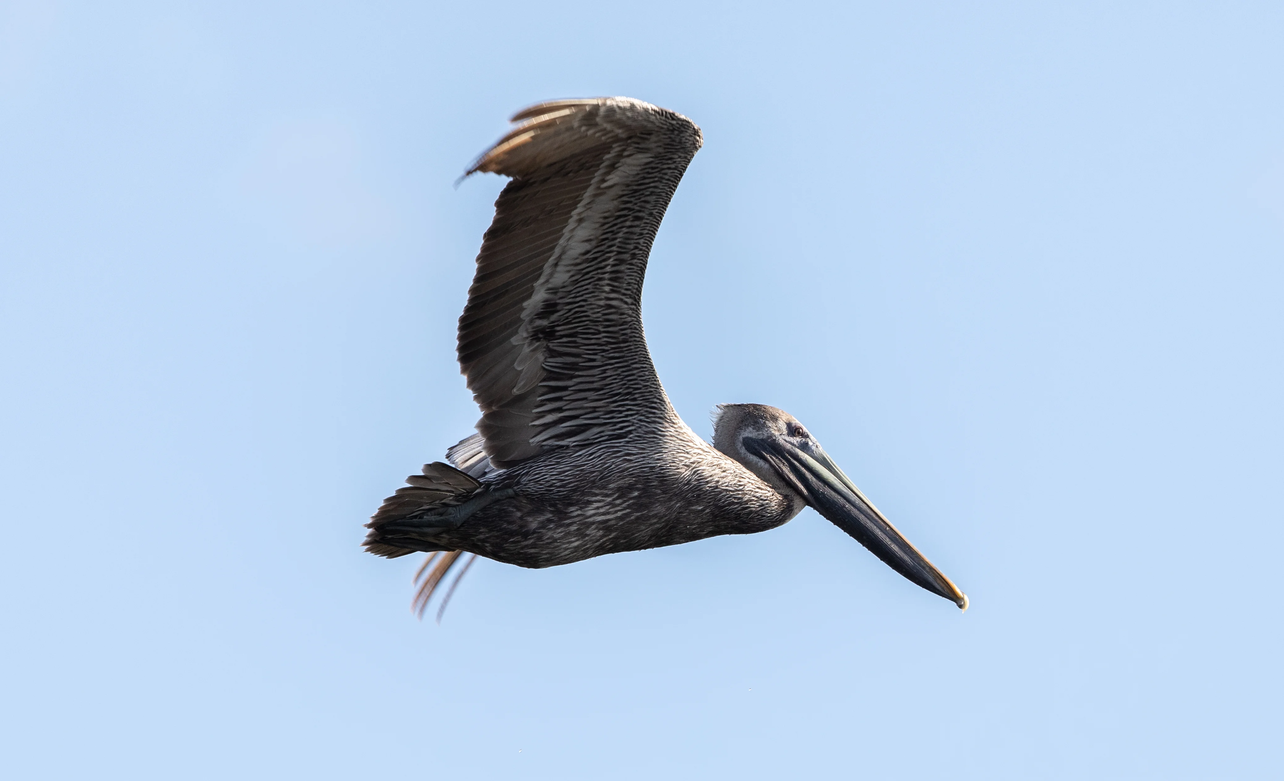 Creative Photography, Wildlife - Birds