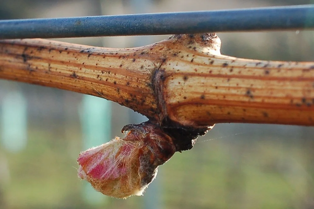 Stefano Lubiana Wines Granton Vineyard riesling budburst