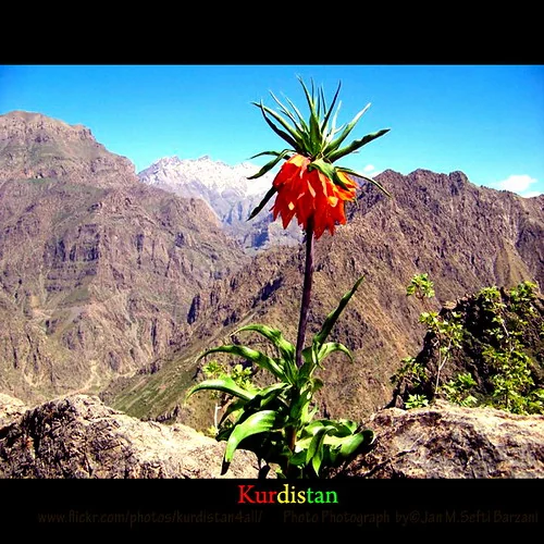 'Kurdistan Flowers' Nature Landscape