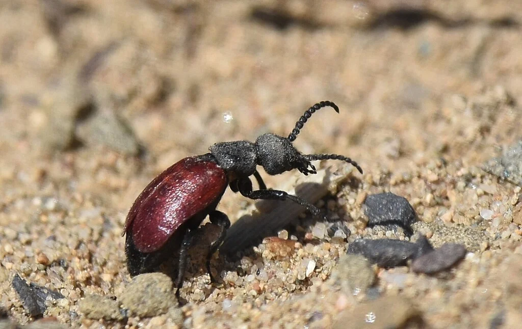 Kum Tepeleri