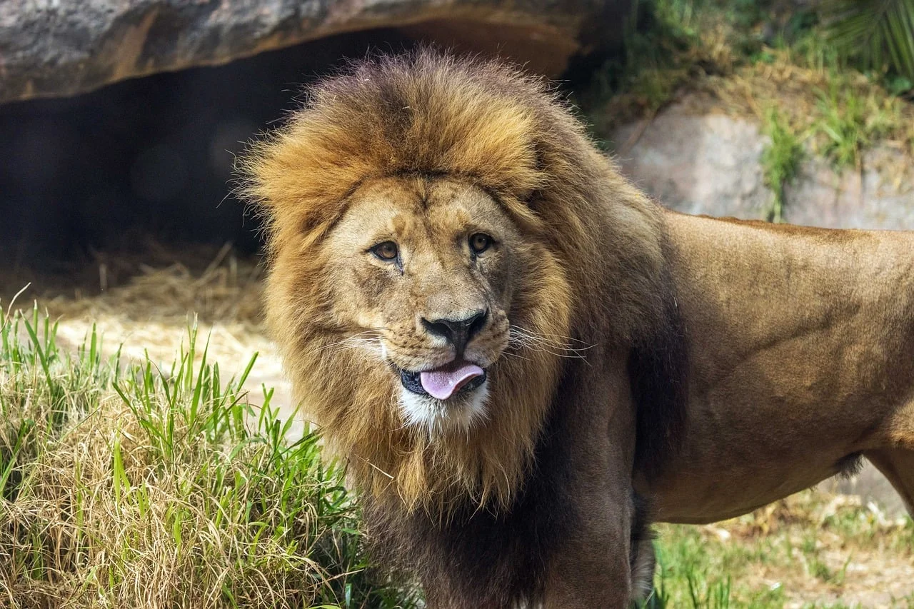Sörf 3
