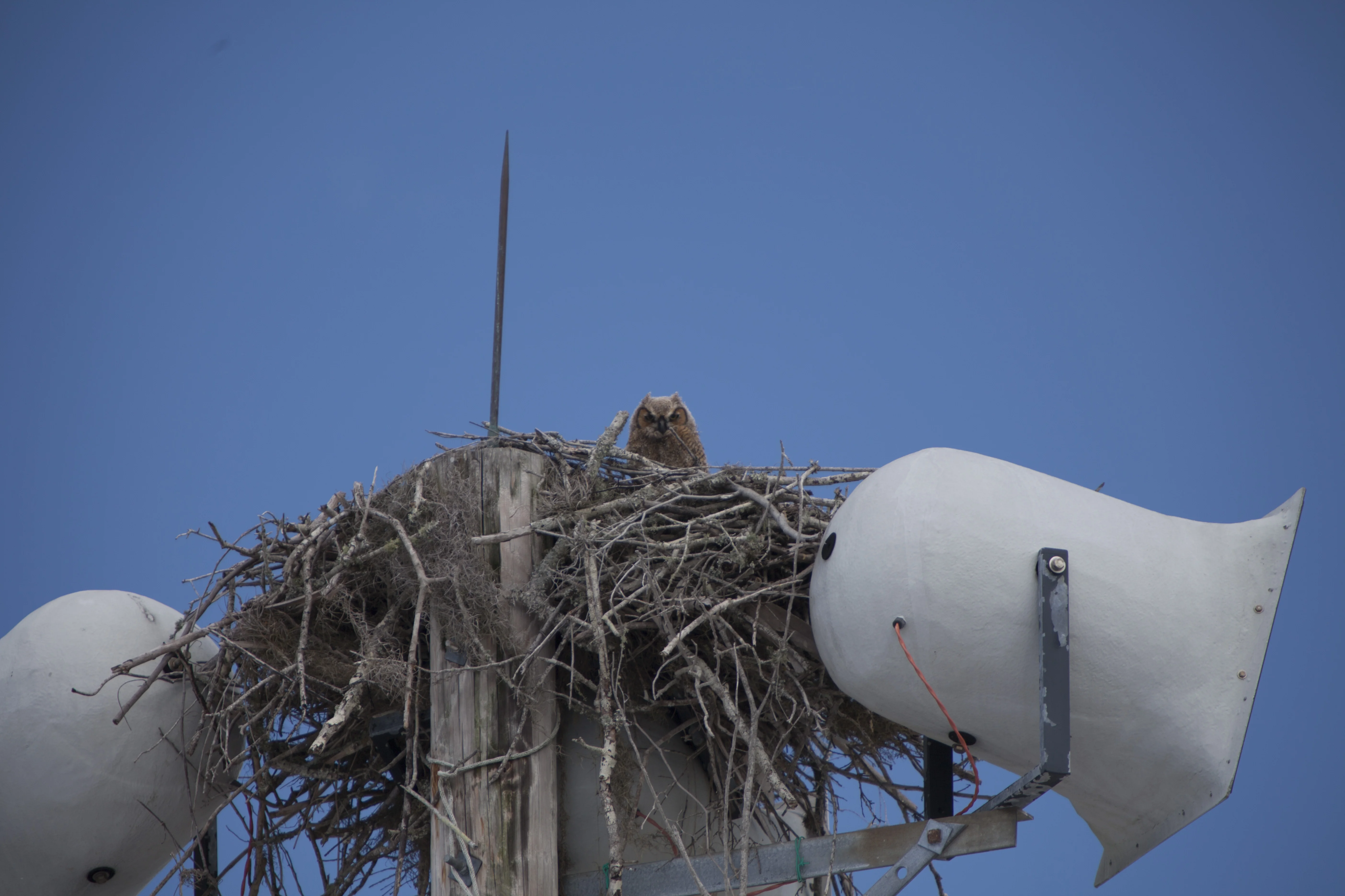 Owl Nest behind TV Building