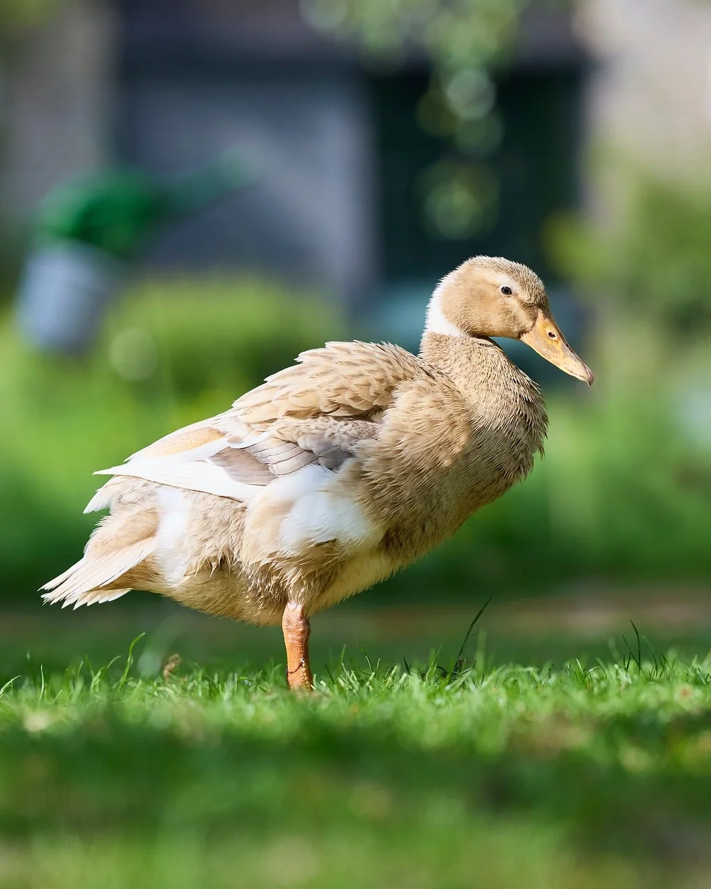 Ayı 3