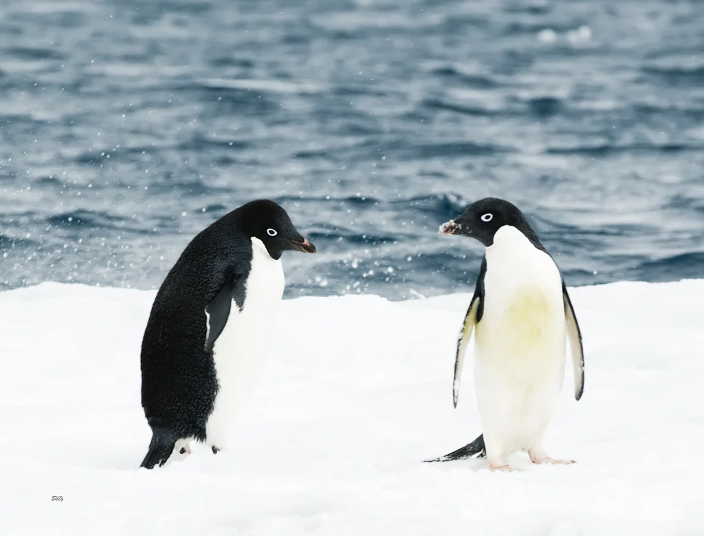 Penguen 2
