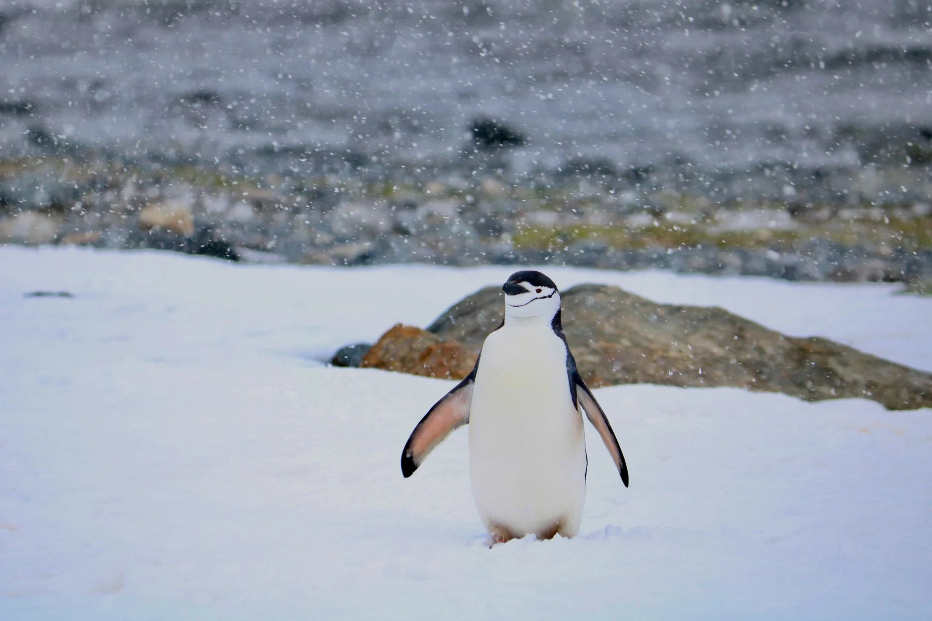 Penguen