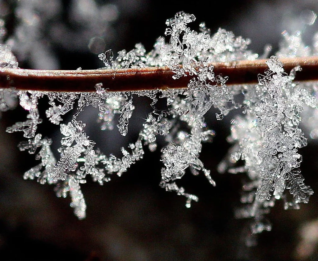 Frost on a pine needle