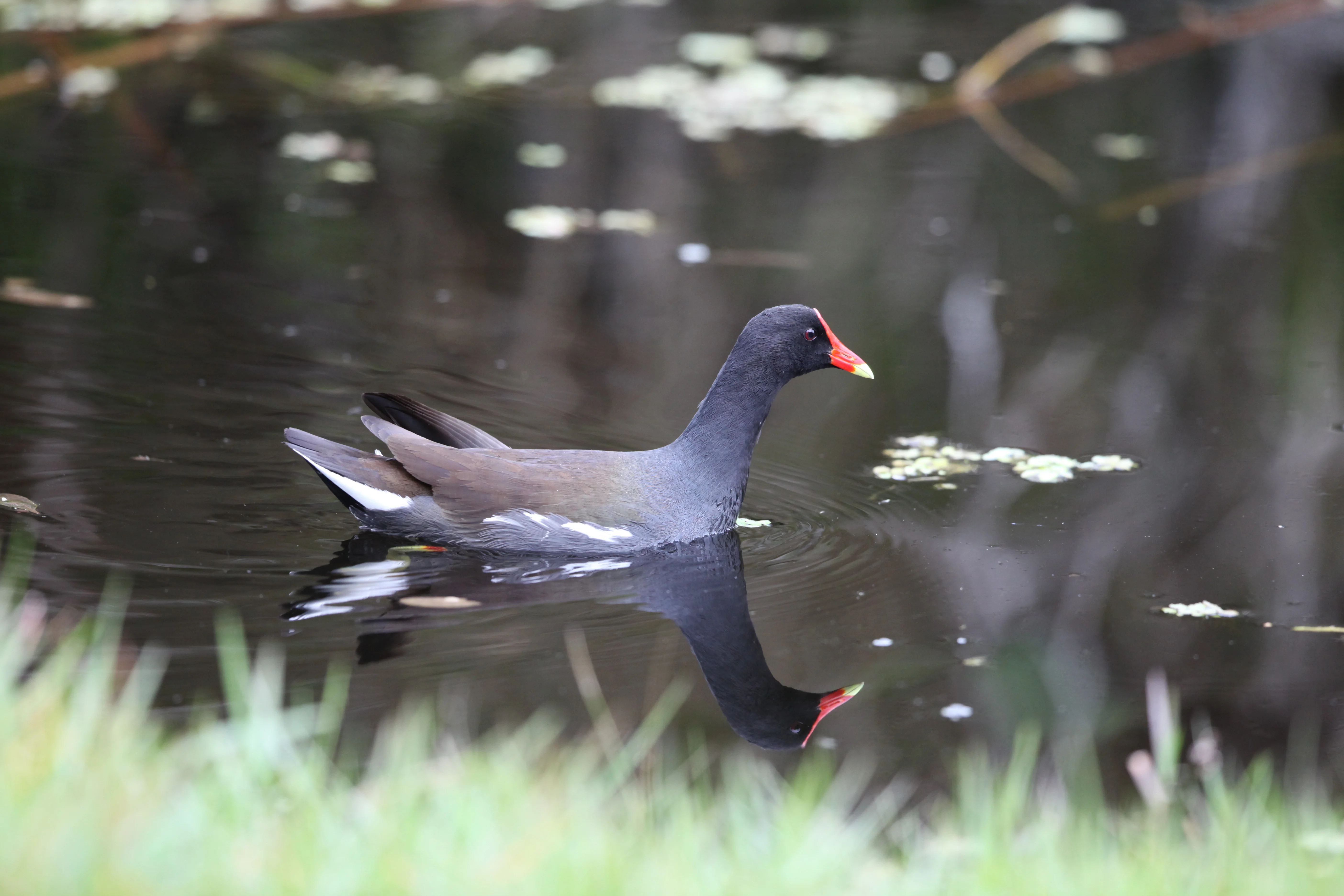 Nature Photography - Birds