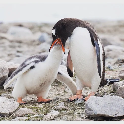 Join us at the Penguin dentist #penguin #Antarctica #dopenguinshaveteeth #happyfeet #frontiervolunteer