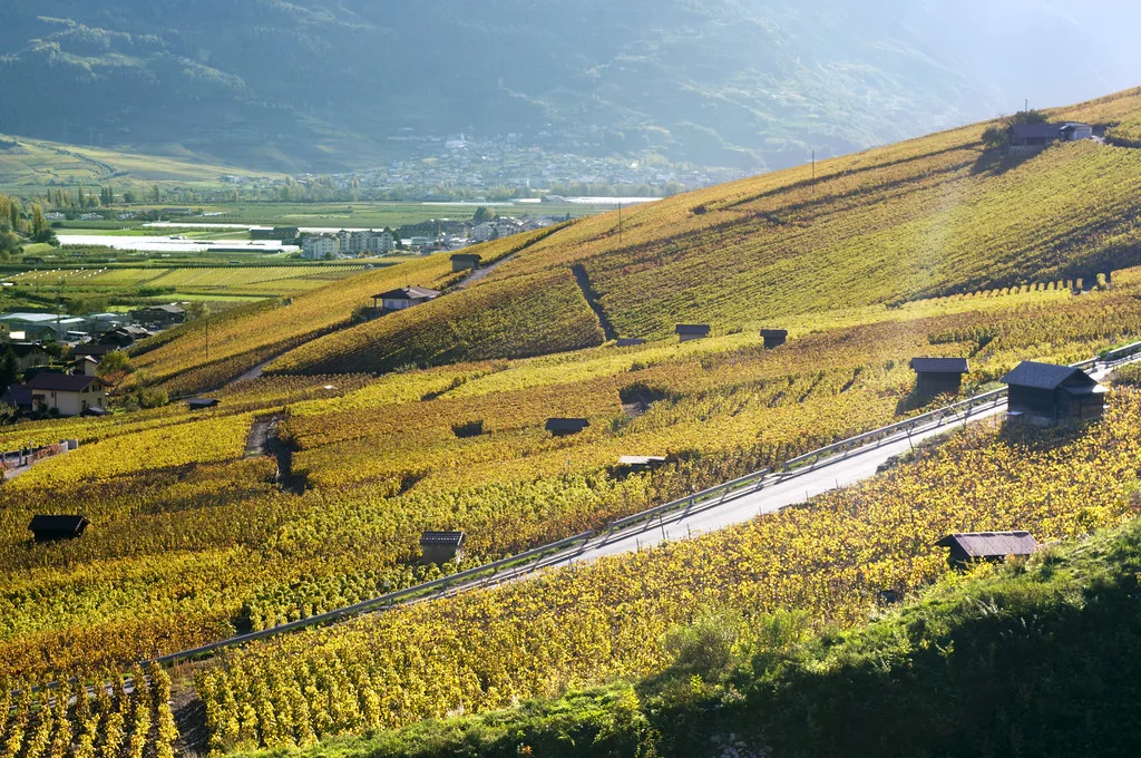 Vineyards of Sion