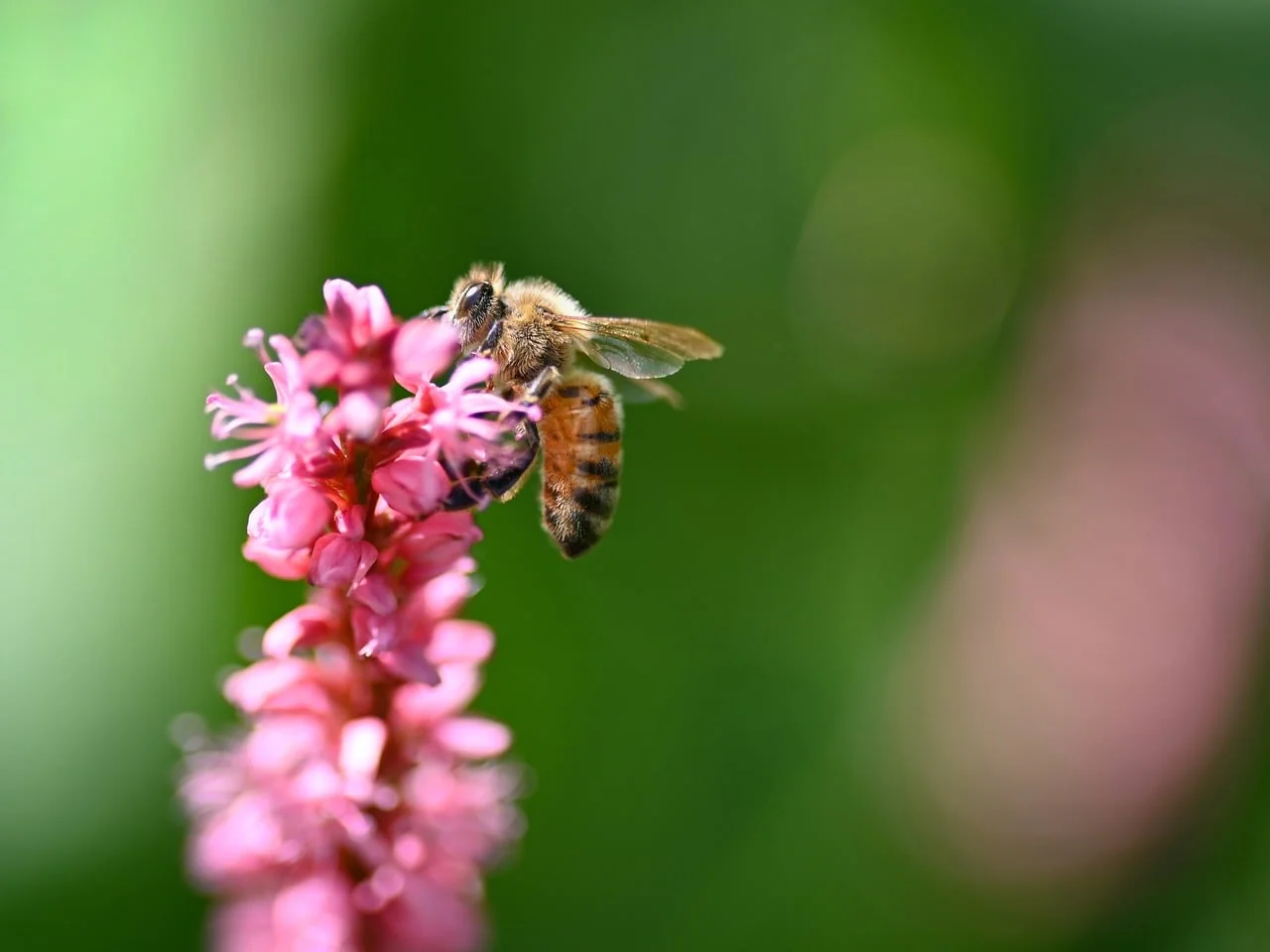 Bokeh Işık 2