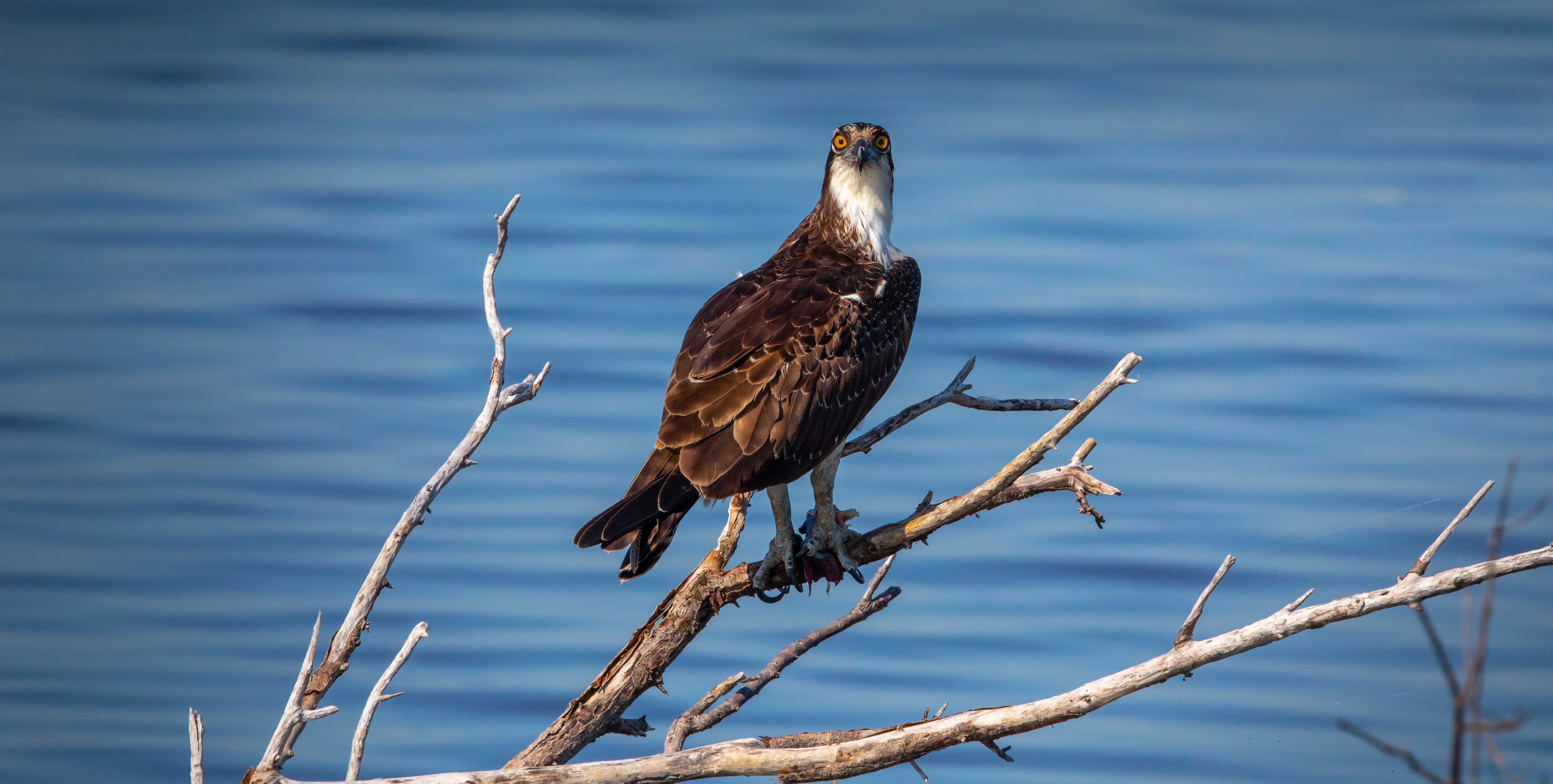Creative Photography - Wildlife - Birds