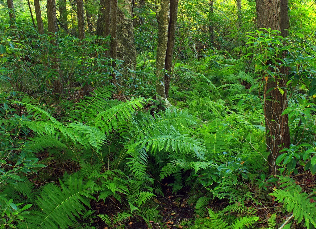 Reynolds Spring Natural Area (5)