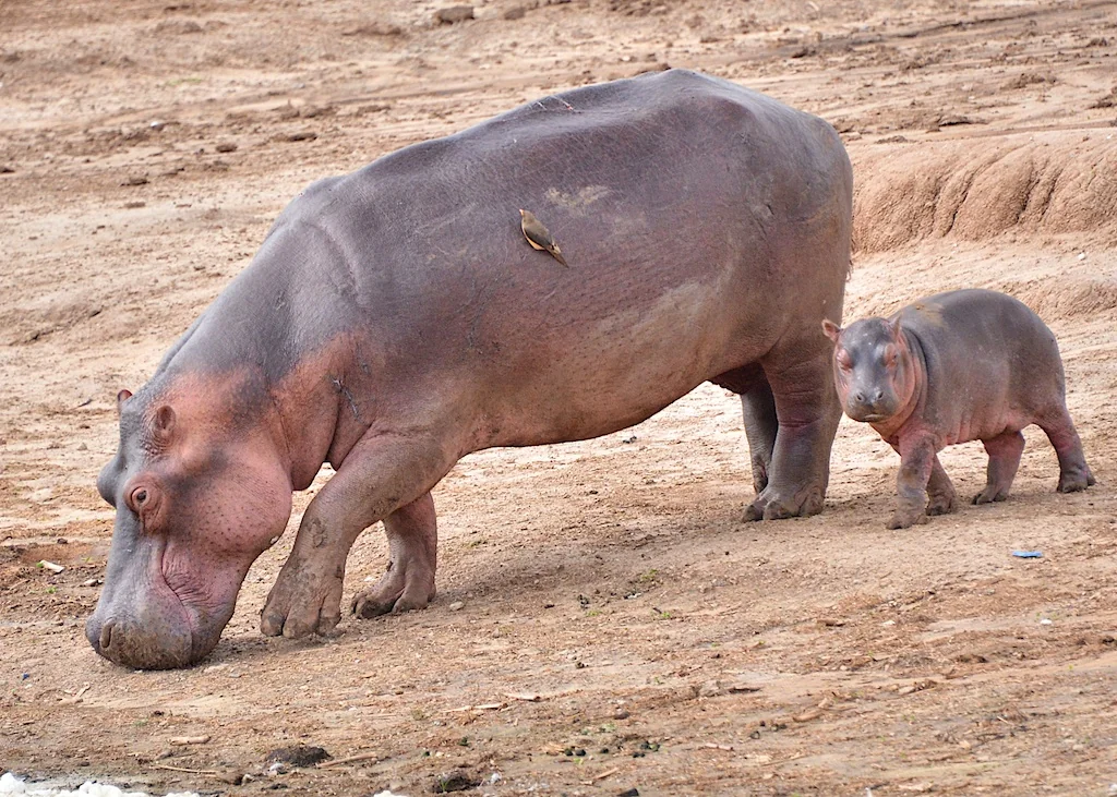 Mother and Young Hippo, Uganda