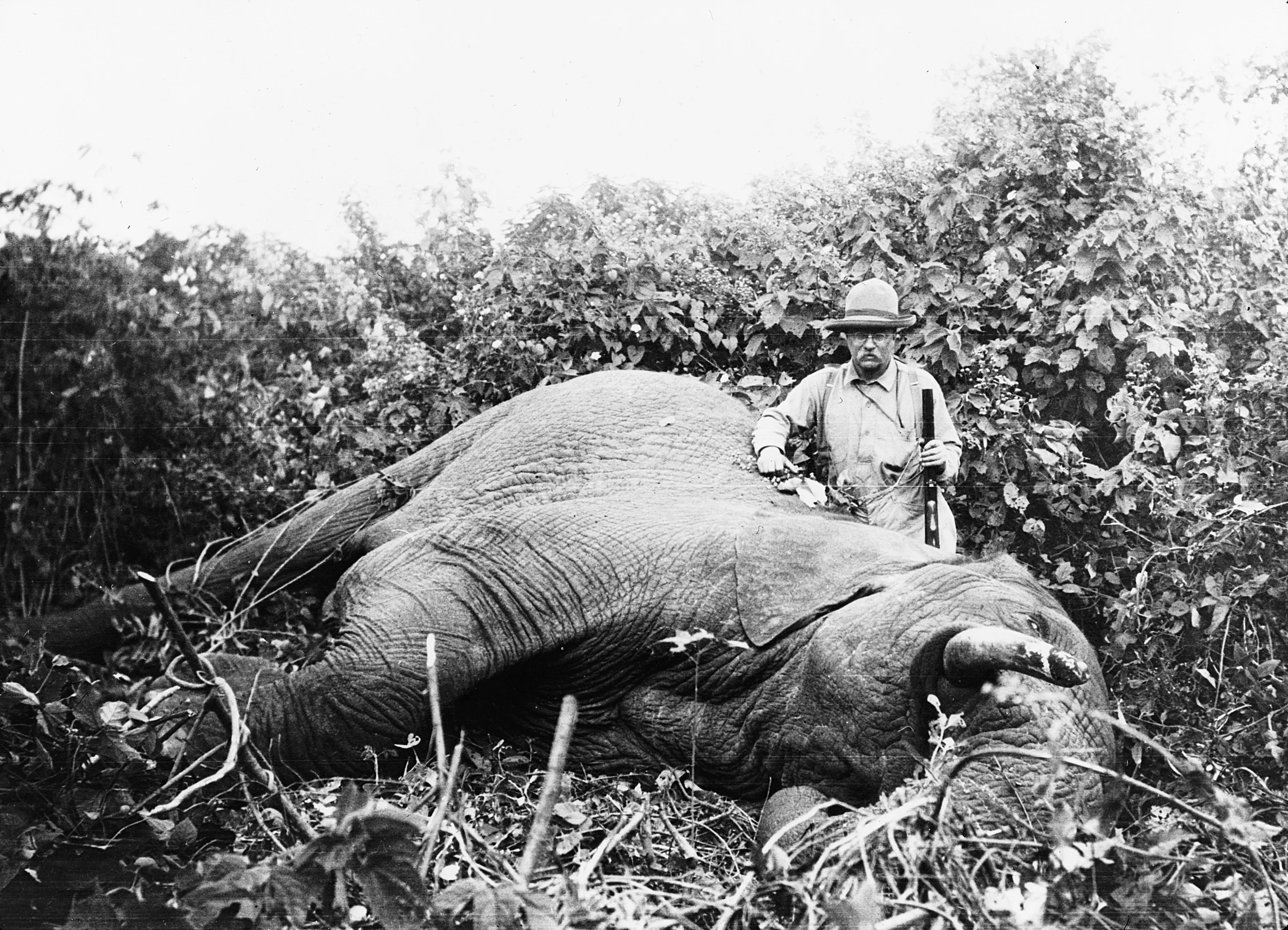 Afrika Safari 4