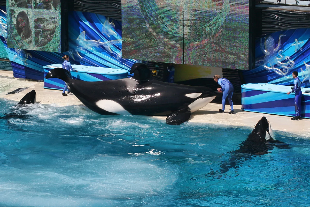 Killer whales @ Ocean Show (8782739759)