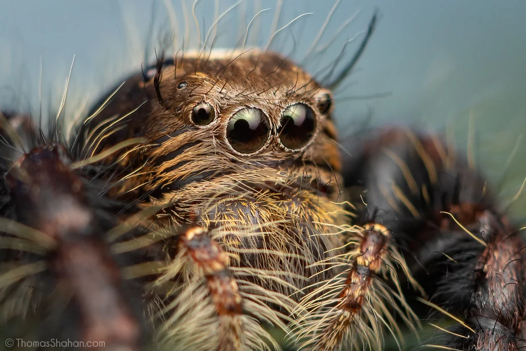 Hyllus sp. (treleaveni?) Female Jumping Spider - Gorongosa National Park, Mozambique