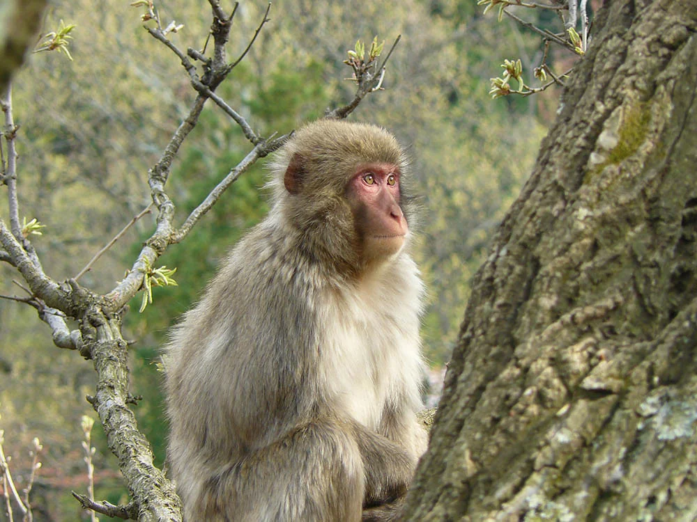 Monkey