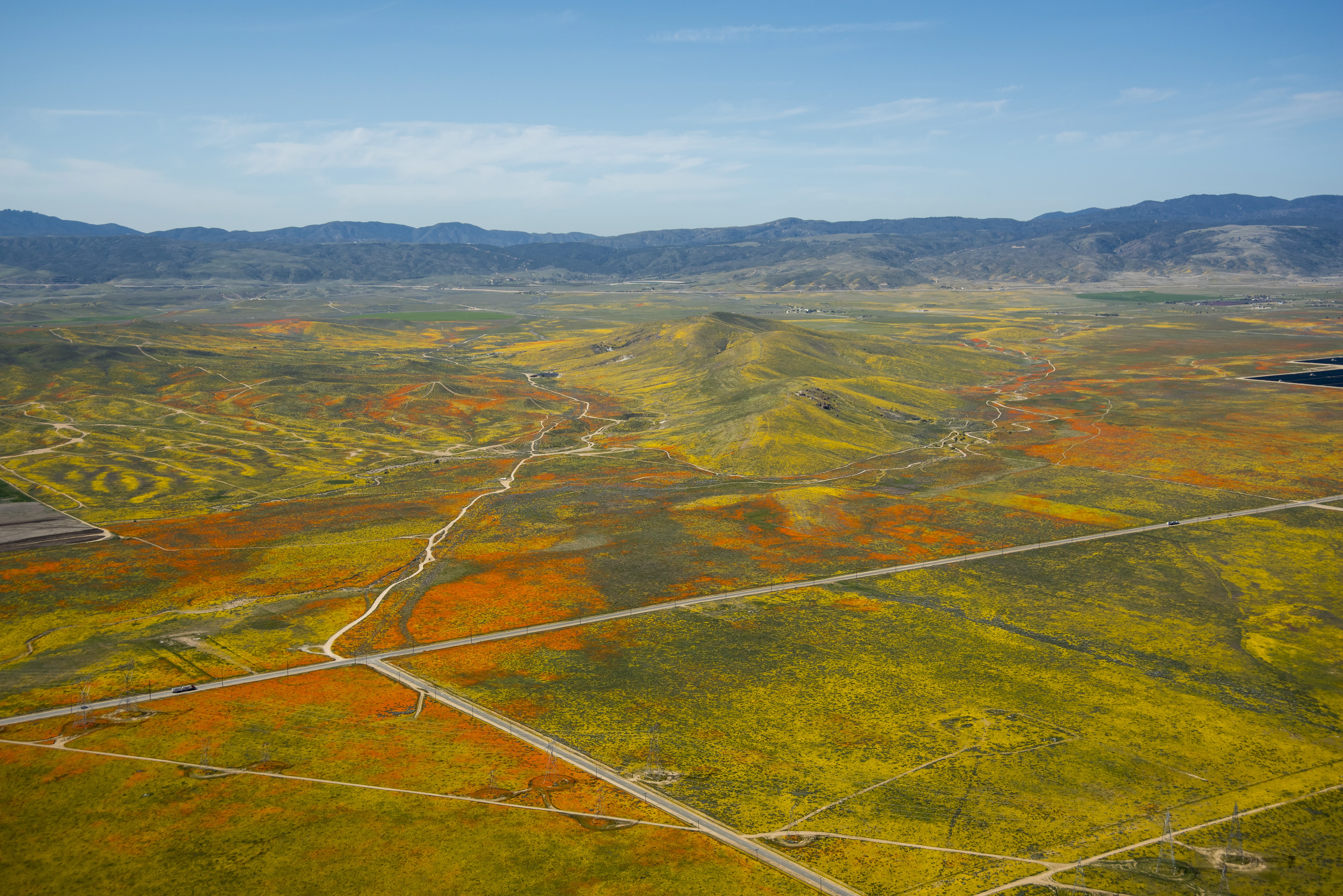 Rainy Winter Season Brings Abundance of Wildflowers and Poppies in Southern California's Antelope Valley. The poppy is the state flower.