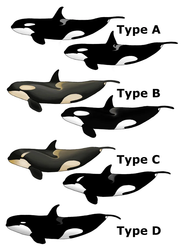 Balina 2