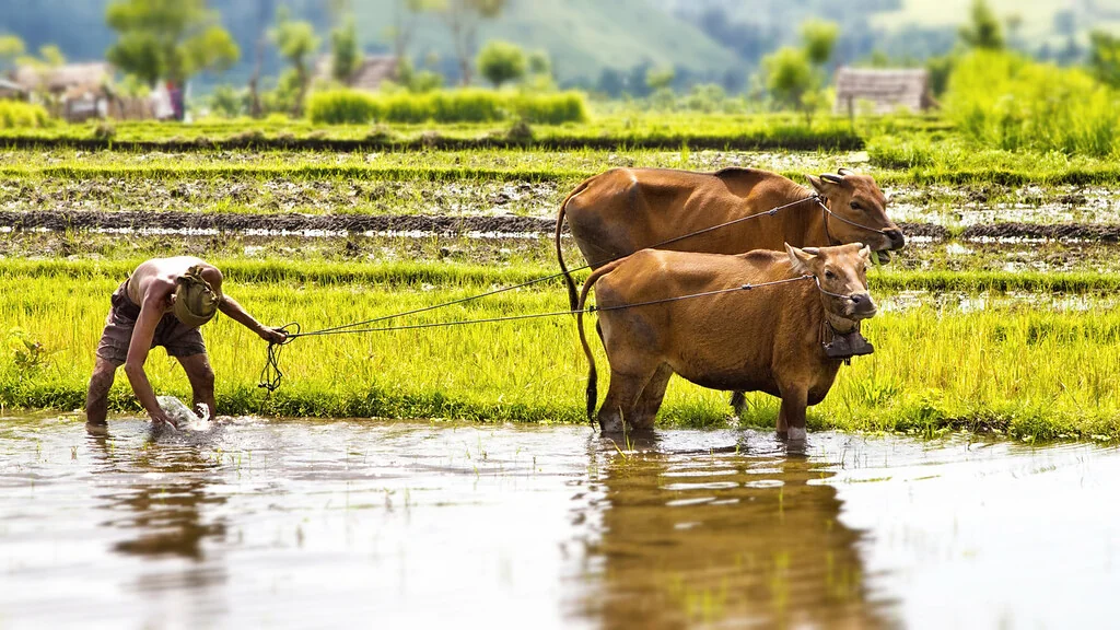 farmer working near Candidasa, Bali, Indonesia