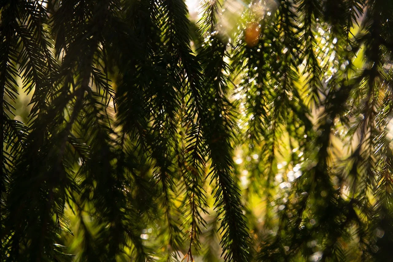 Bokeh Portre 3