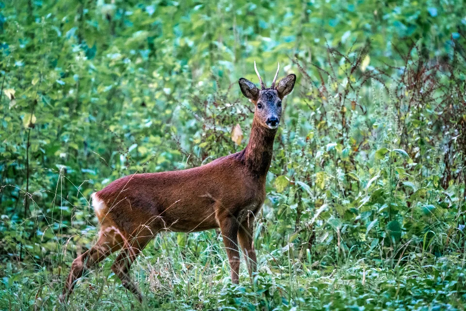 Deer Forest