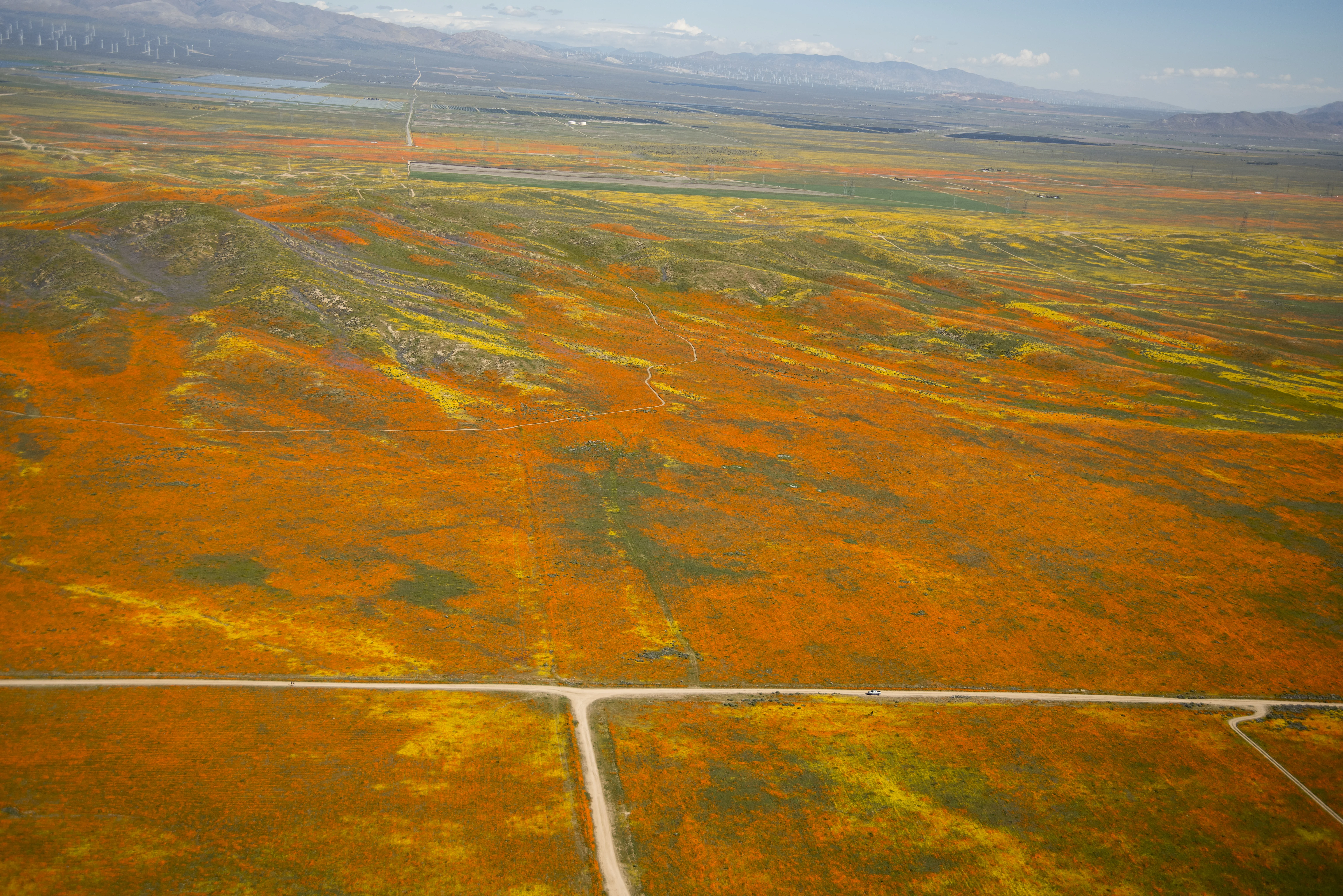 Rainy Winter Season Brings Abundance of Wildflowers and Poppies in Southern California’s Antelope Valley. The poppy is the state flower.