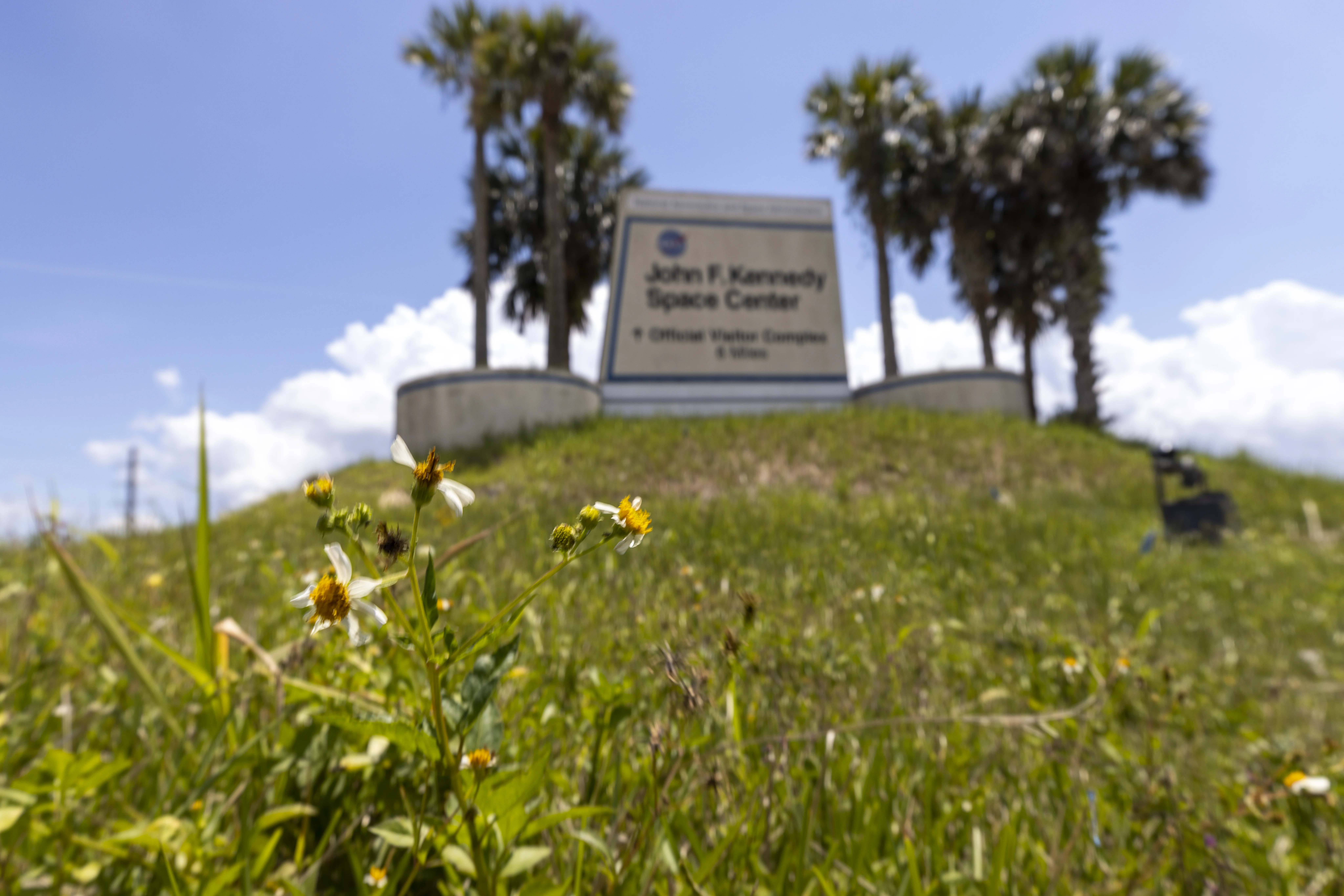 Wildflowers at KSC