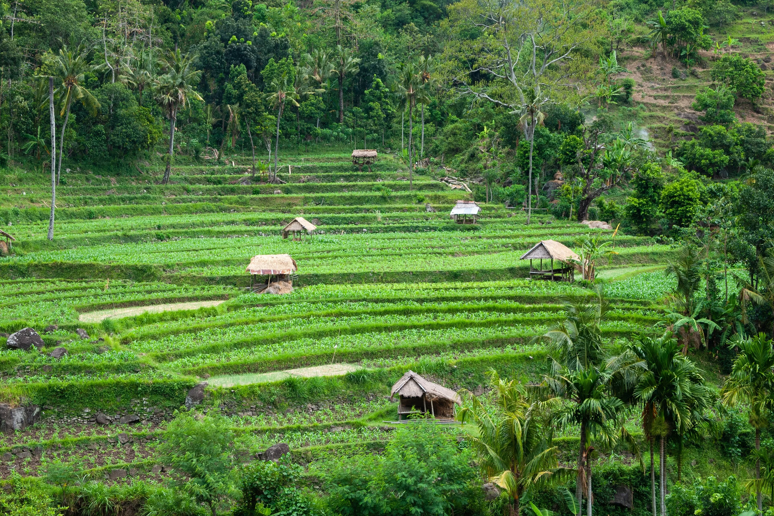Bali 5