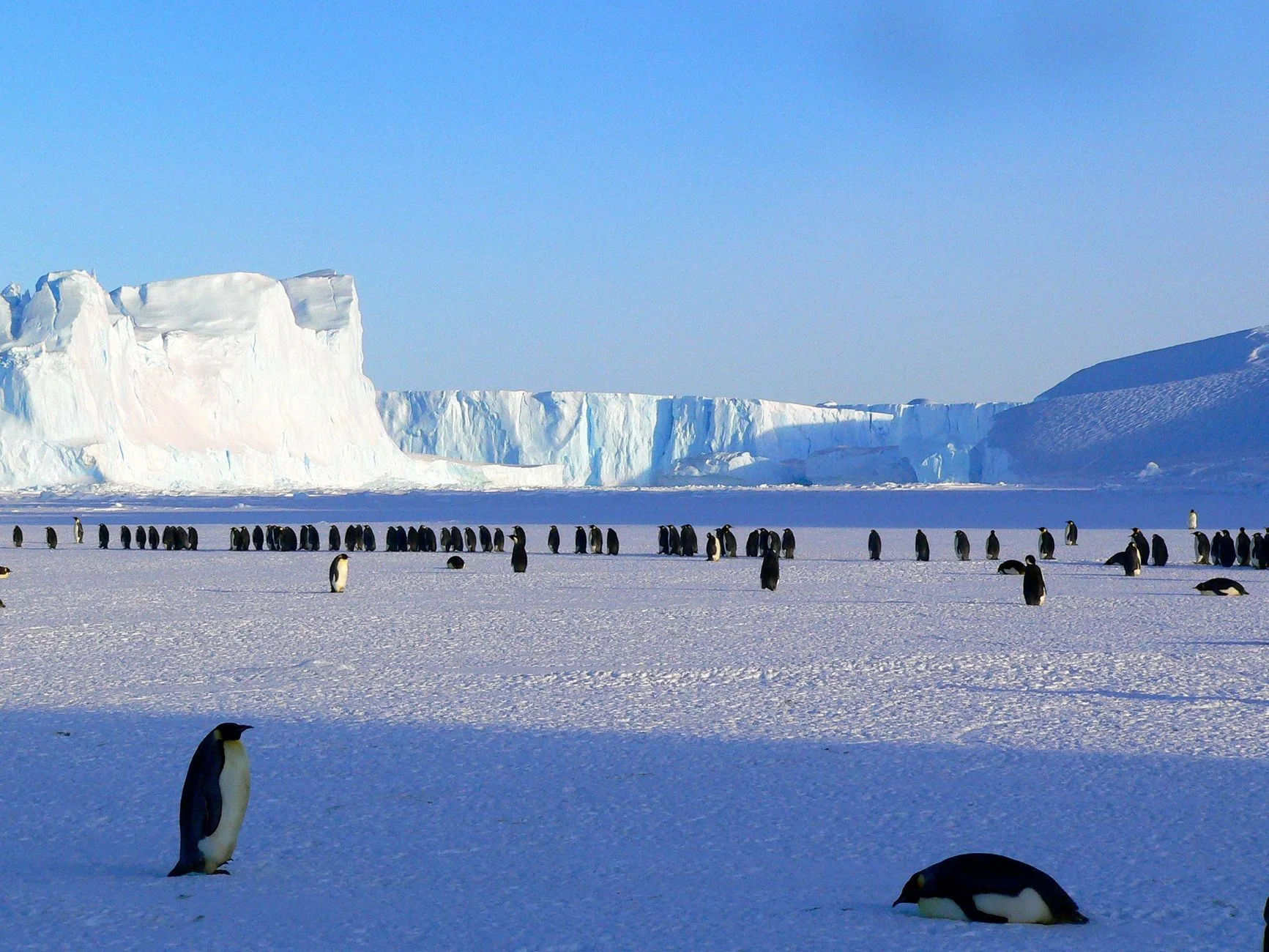Penguen