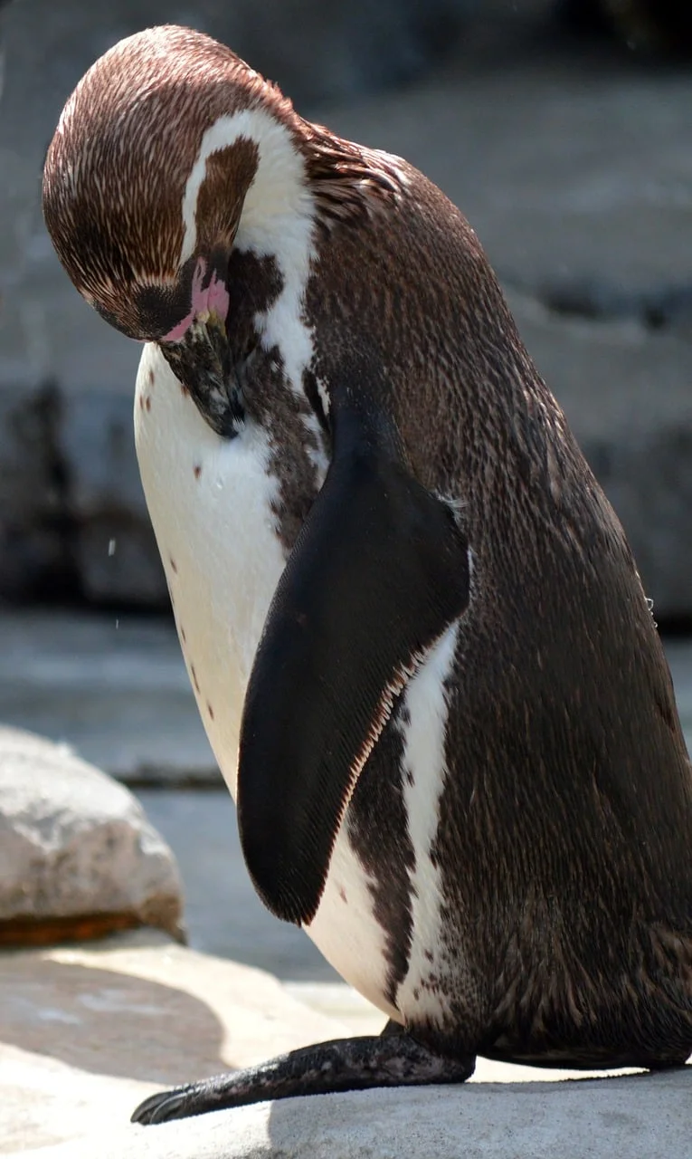 Penguen