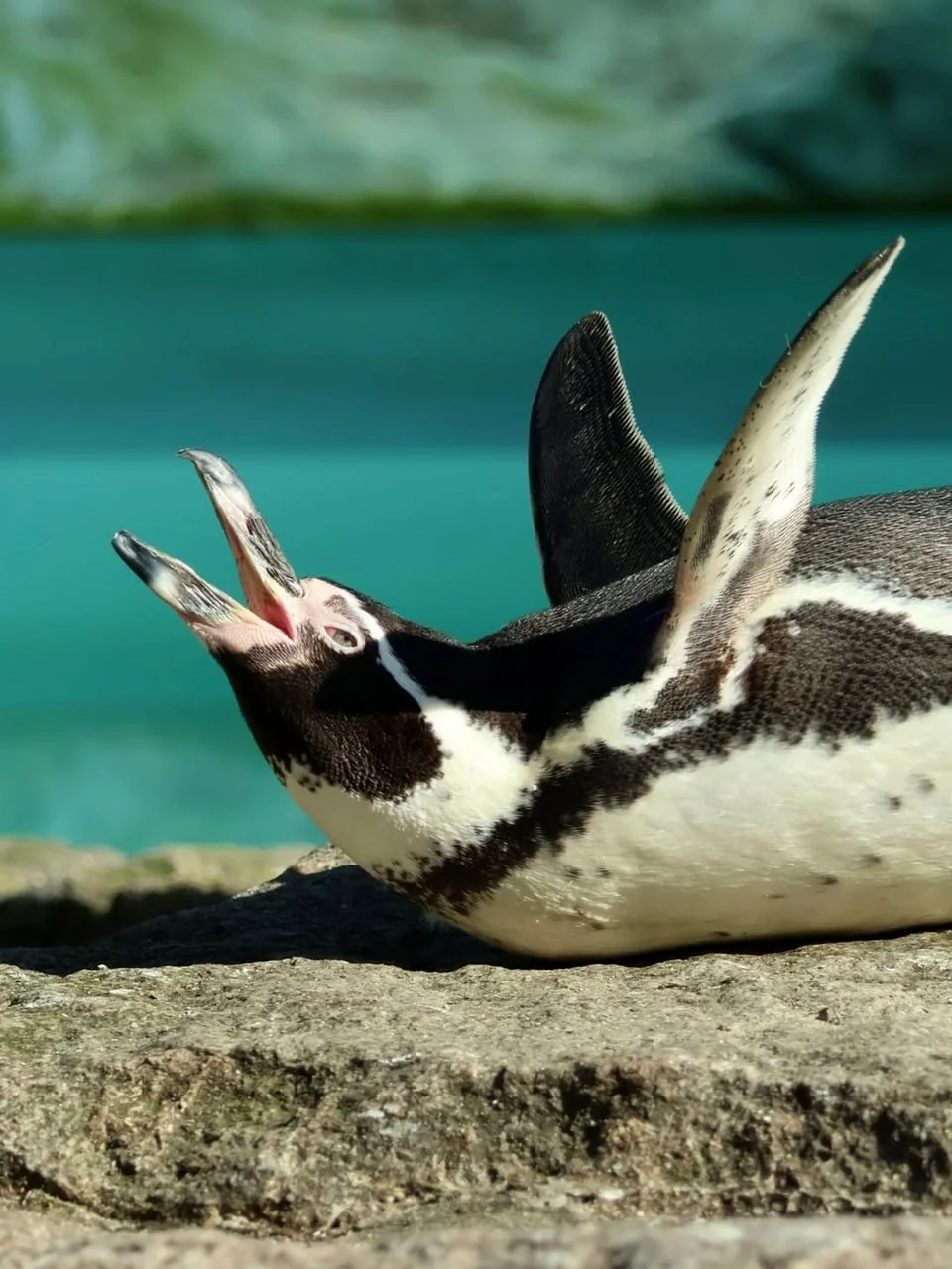 Penguen