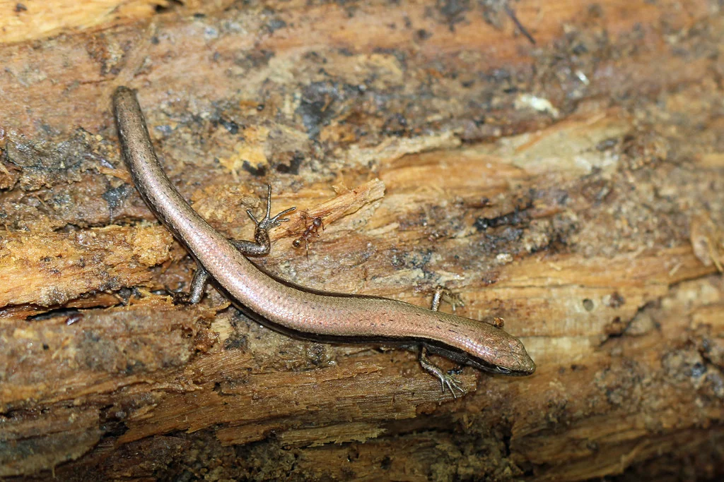 Ground Skink