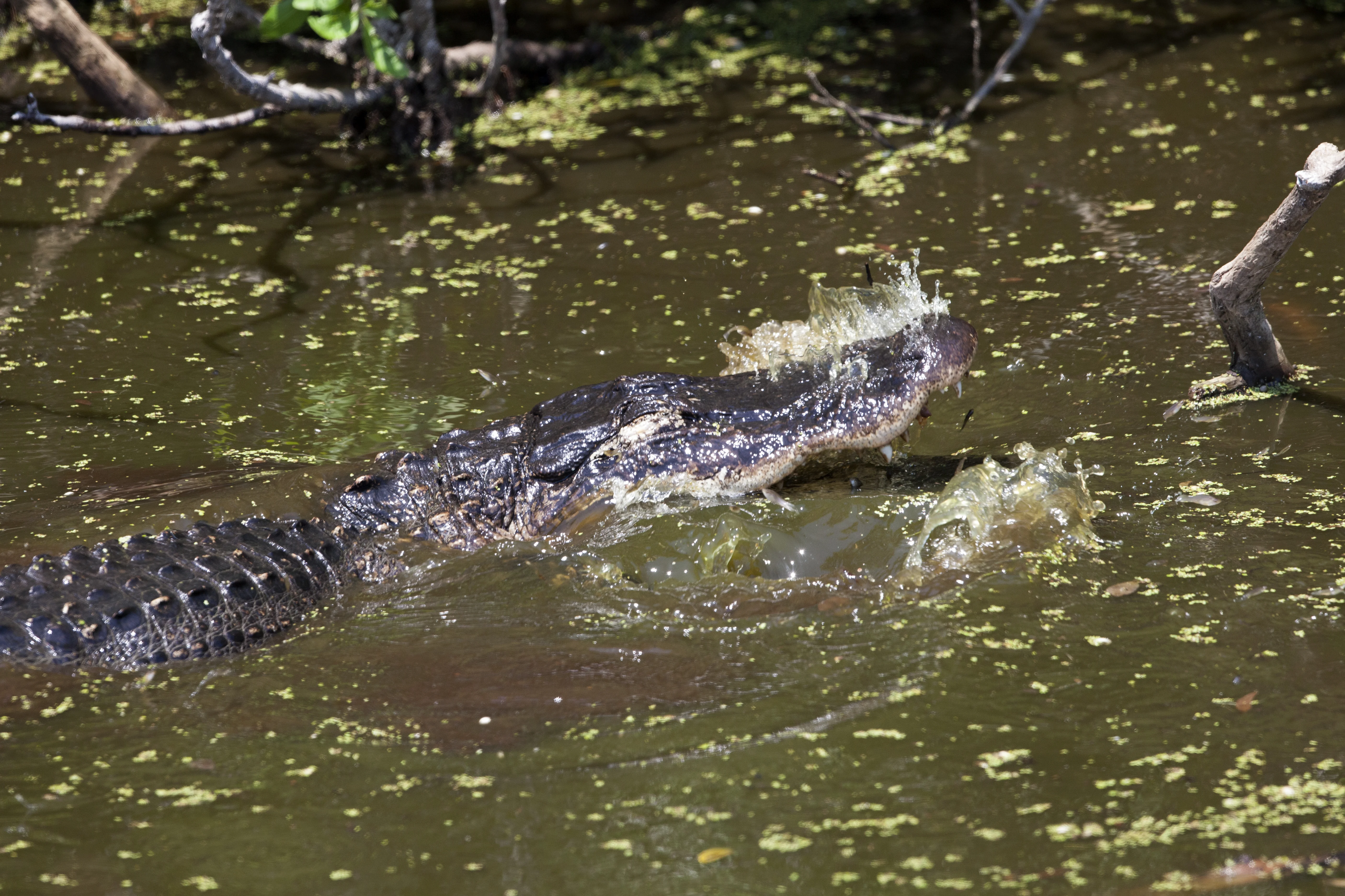 Wildlife Photography - Alligators