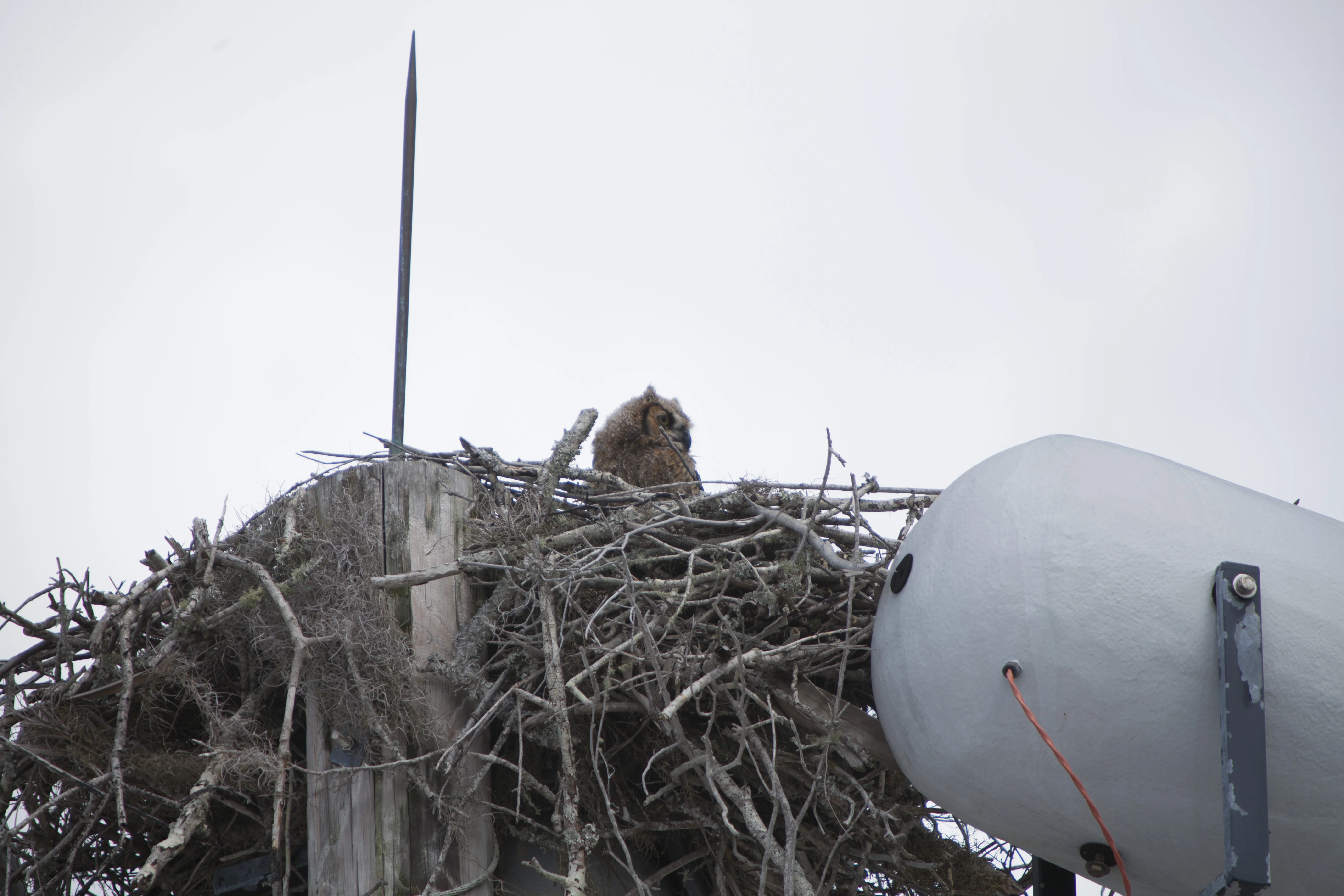 Owl Nest behind TV Building
