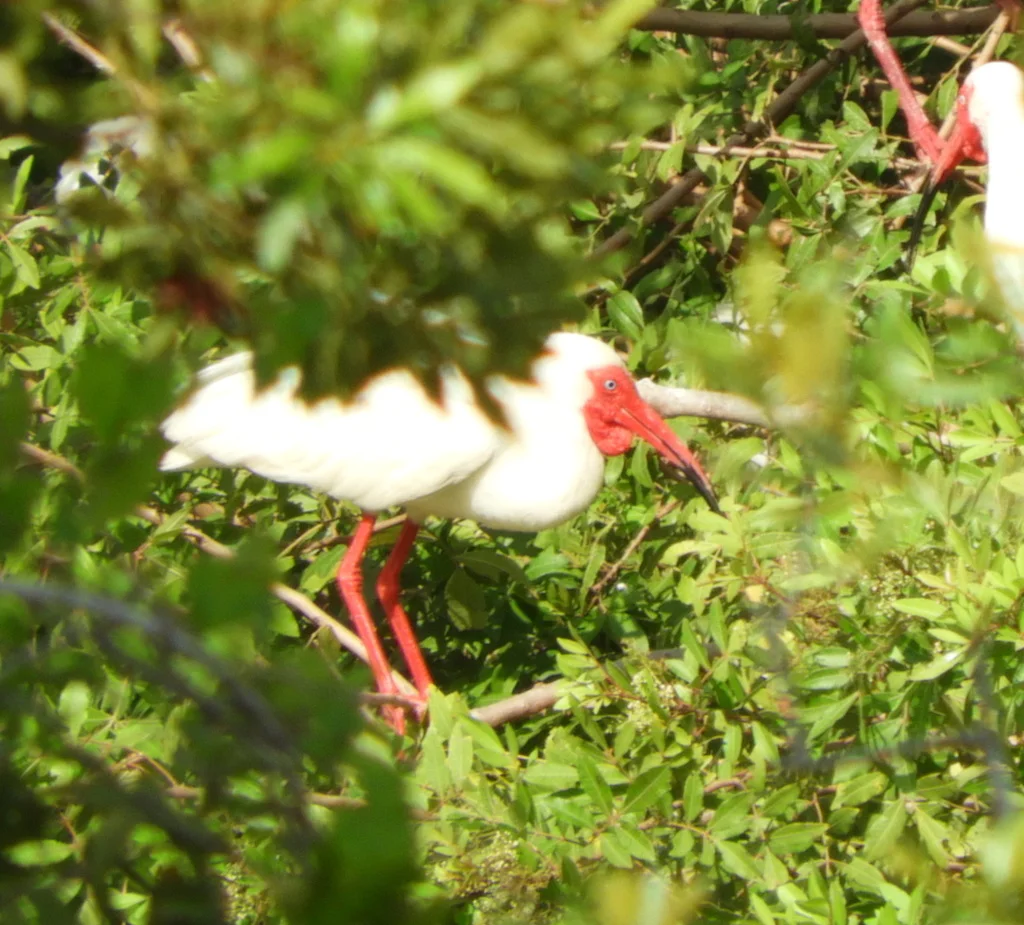 Göl Yansıması 3