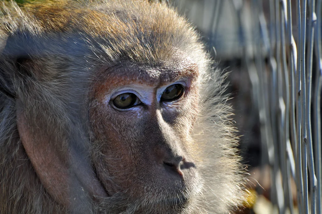 Monkey see the bars on his cage