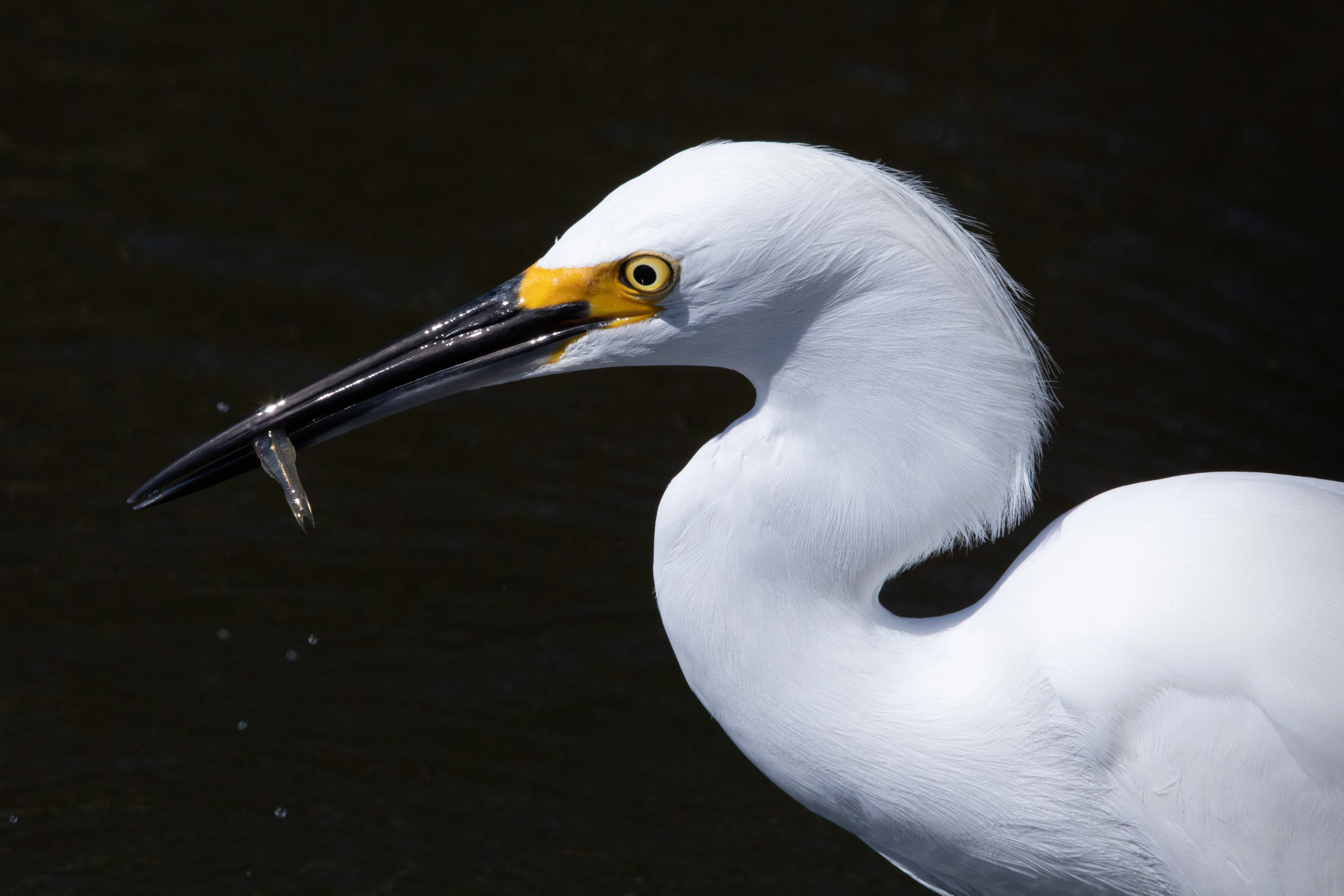Creative Photography - Wildlife - Birds