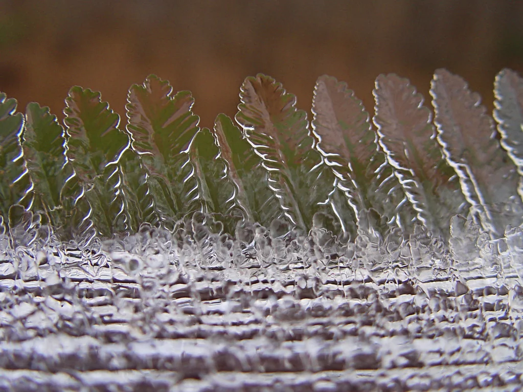 Crystal Trees
