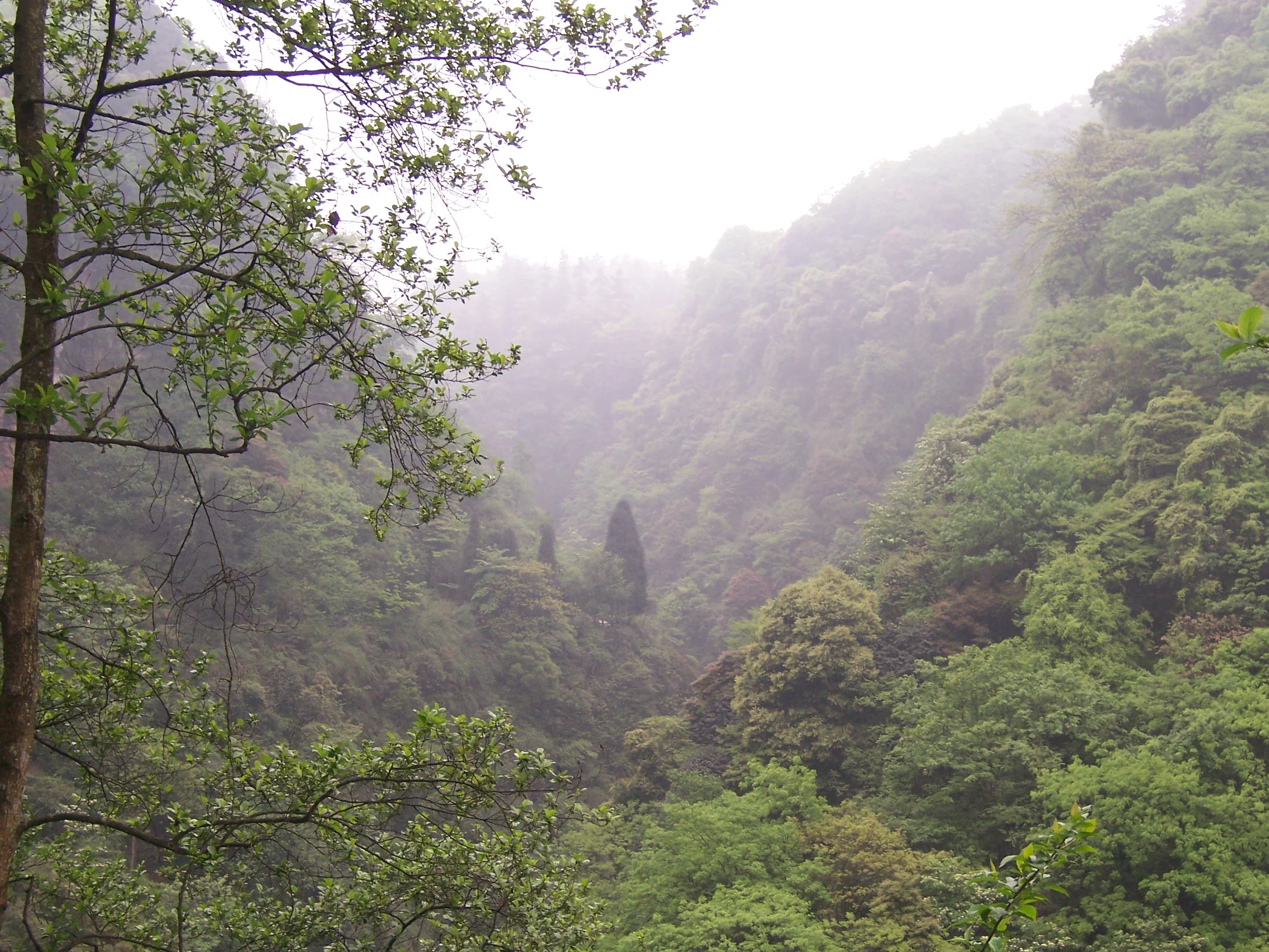 China - Emei Shan 1 - lush misty forest (135959880)