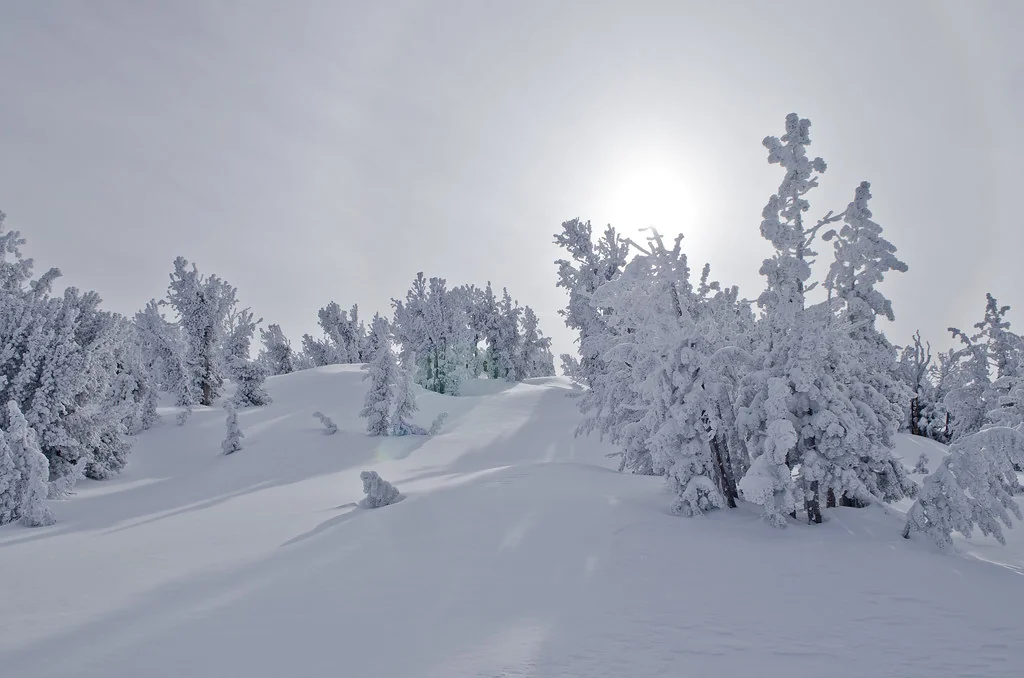 Winter Wonderland