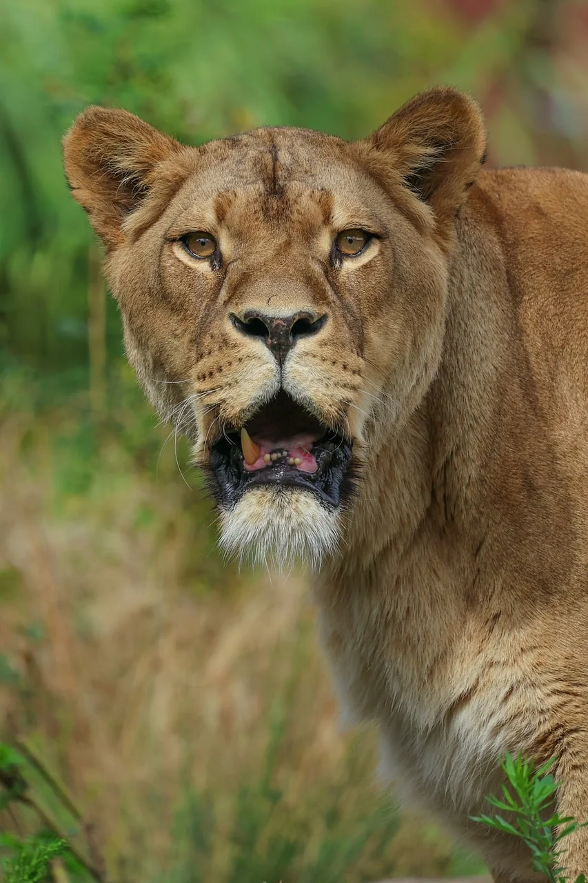 Afrika Safari 3
