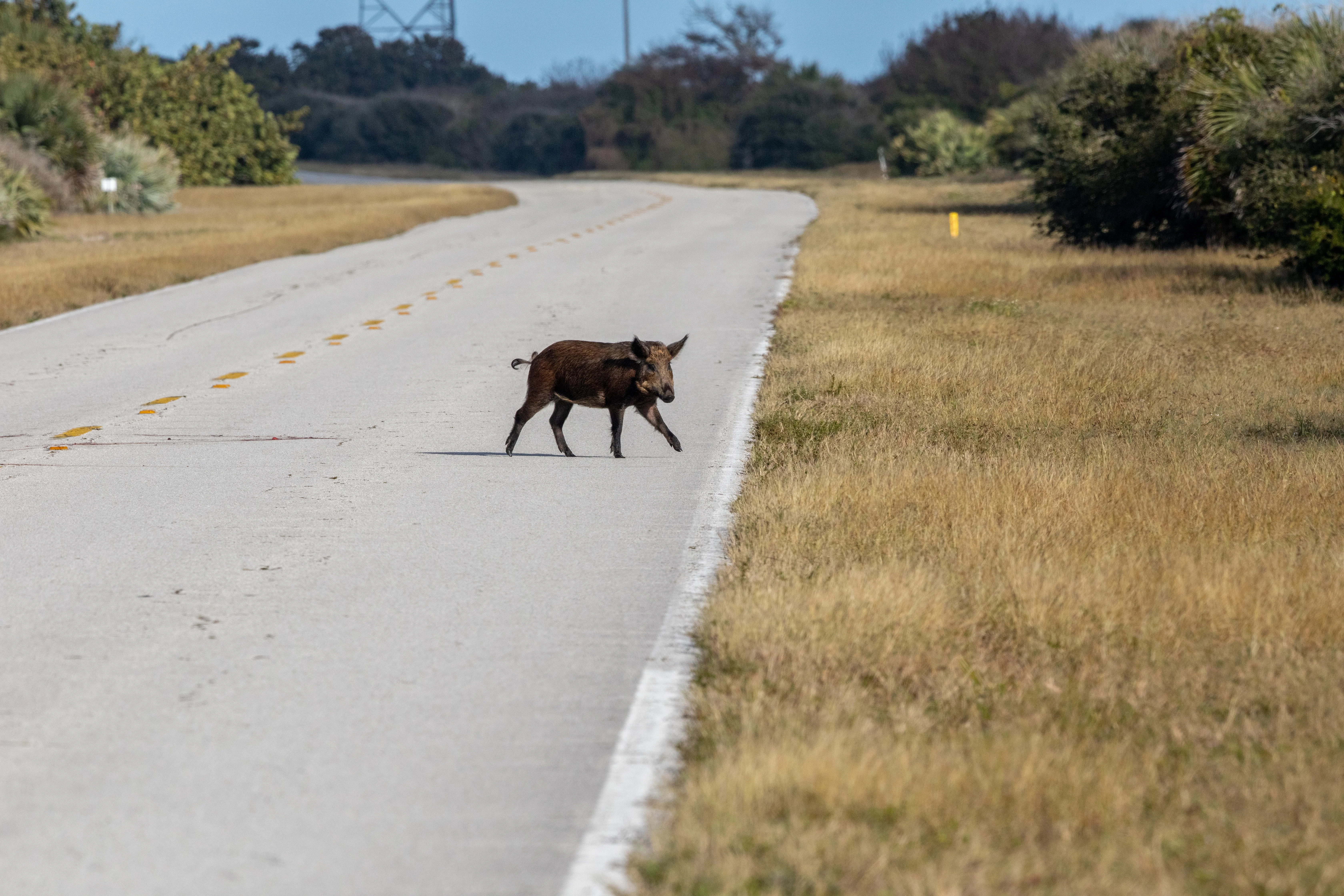 Creative Photography, Wildlife - Pigs