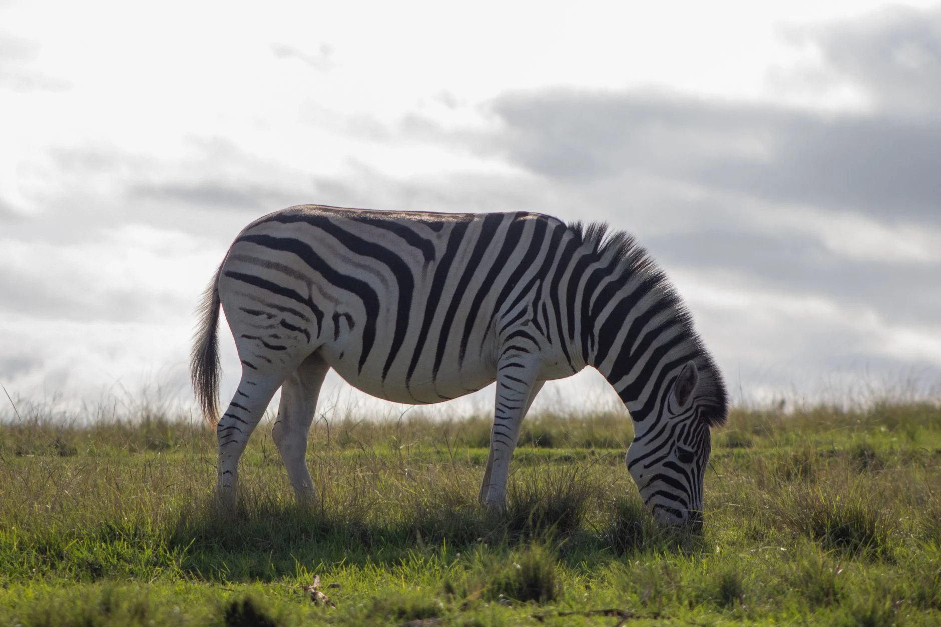 Afrika Safari